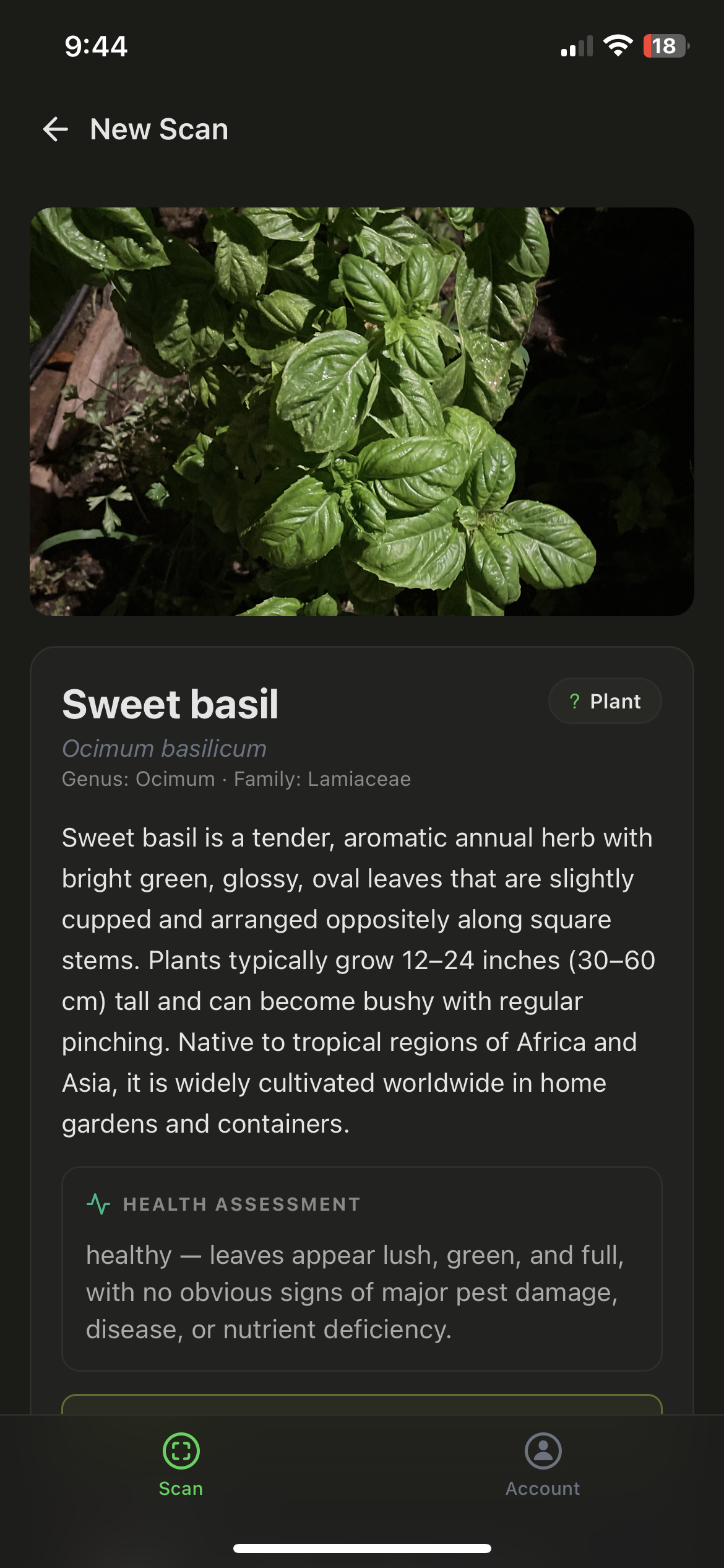 Sweet basil identification